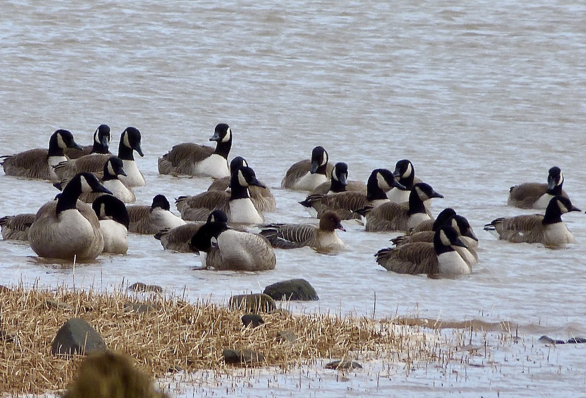 Pink-footed Goose - ML534012491