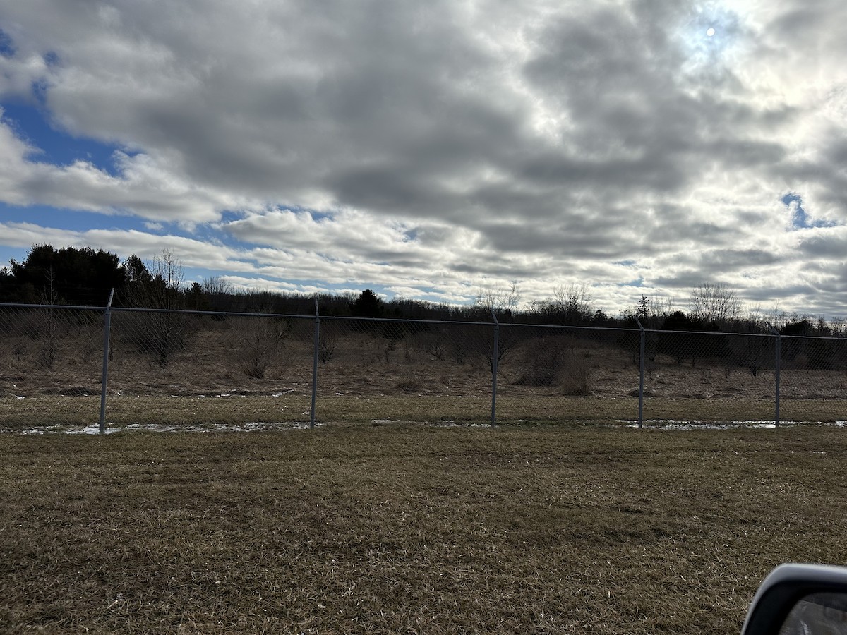 Northern Shrike - ML534014121