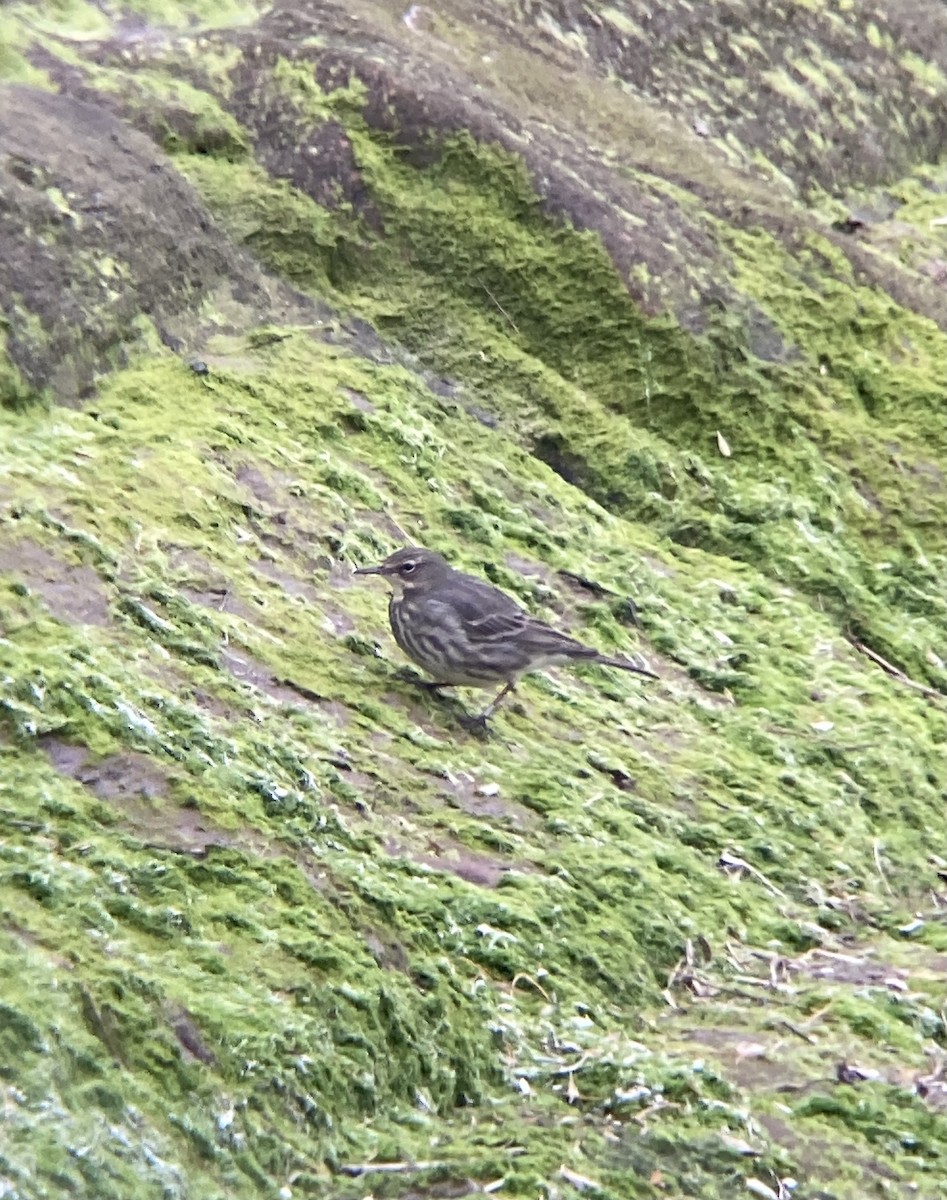 Rock Pipit - ben lane