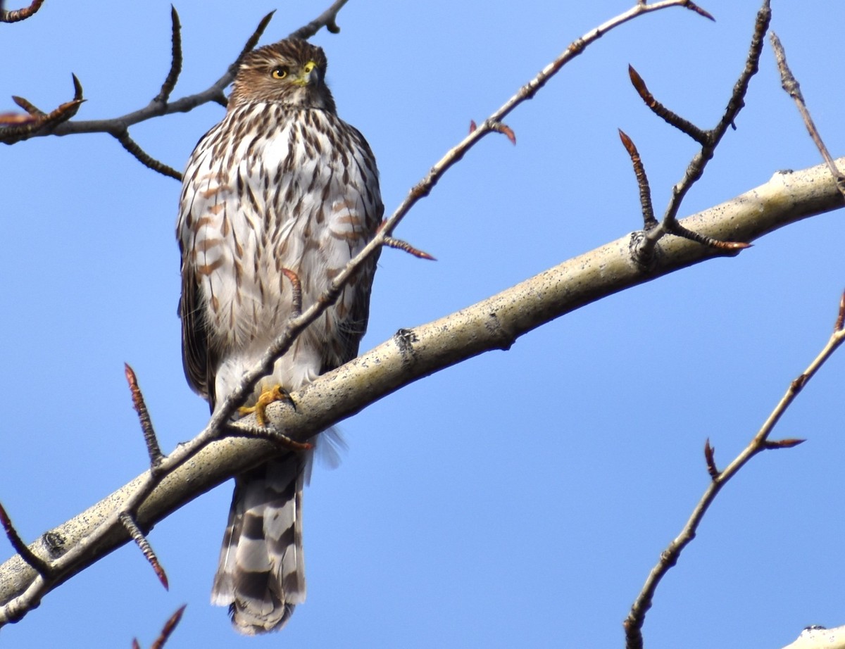 Cooper's Hawk - ML534015631