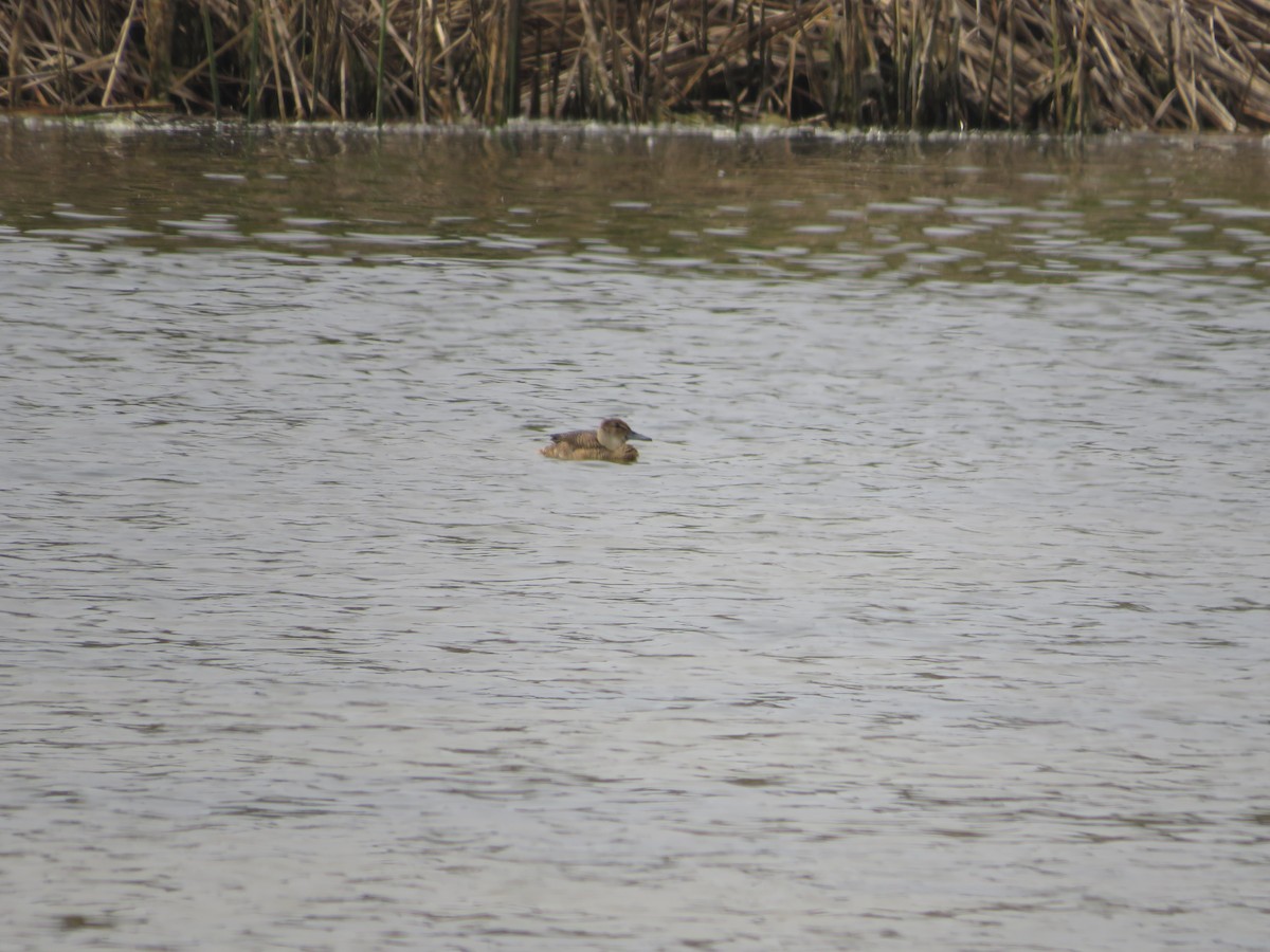 Black-headed Duck - ML534016191