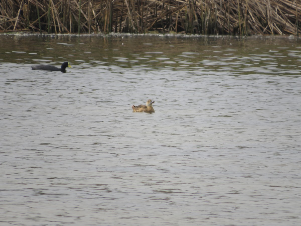 Black-headed Duck - ML534016201