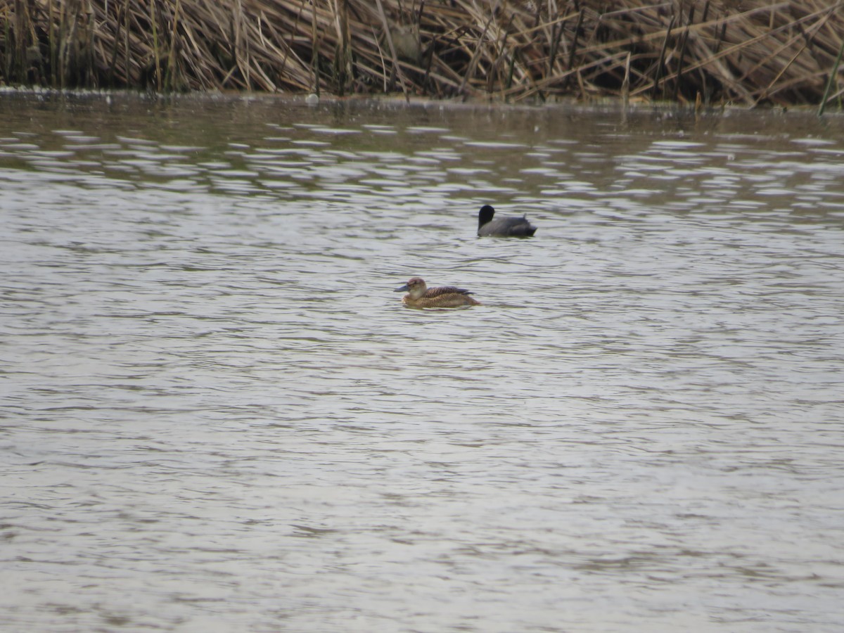 Black-headed Duck - ML534016211