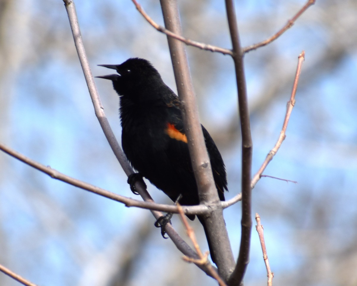 Red-winged Blackbird - Alec Andrus