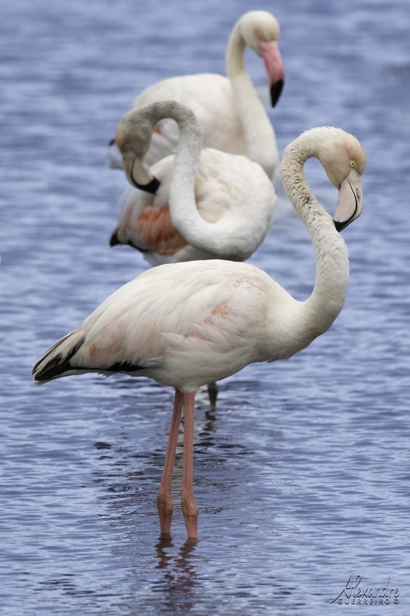 Greater Flamingo - ML534018051