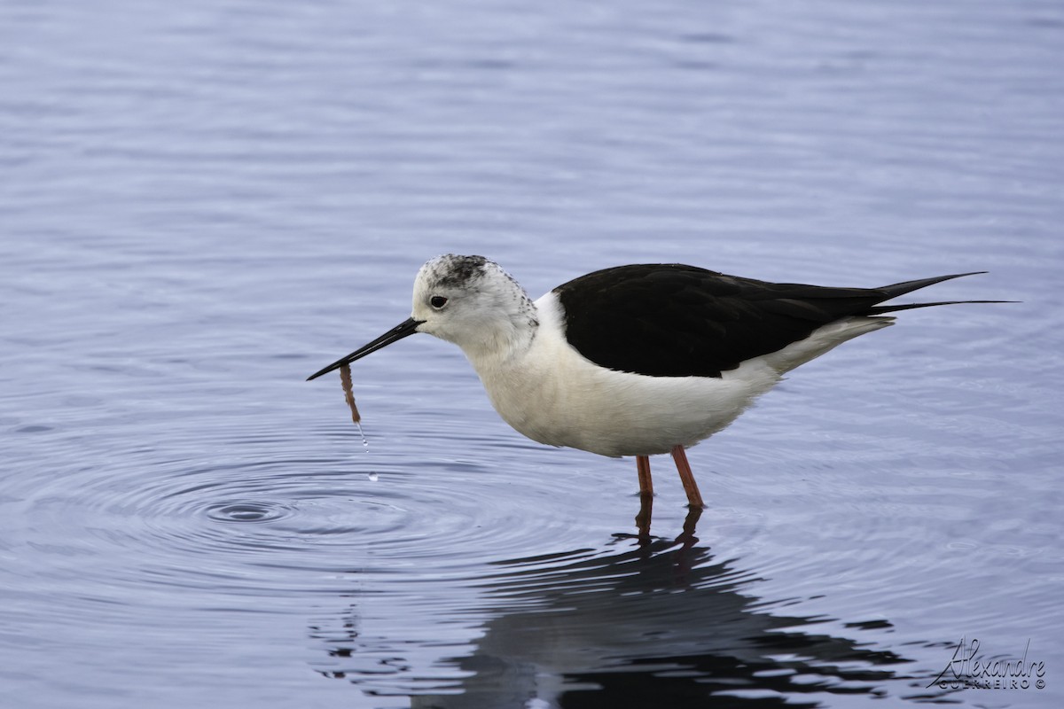 Black-winged Stilt - ML534018351