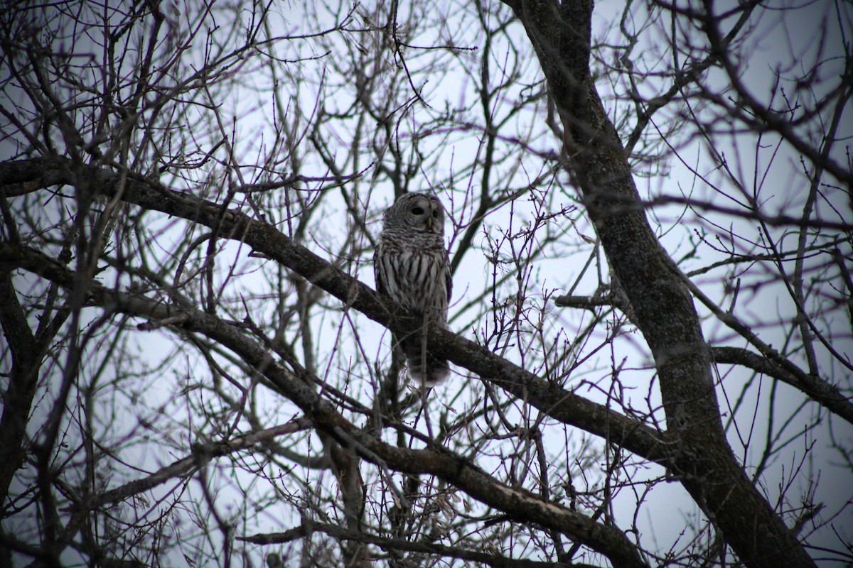 Barred Owl - ML534019701