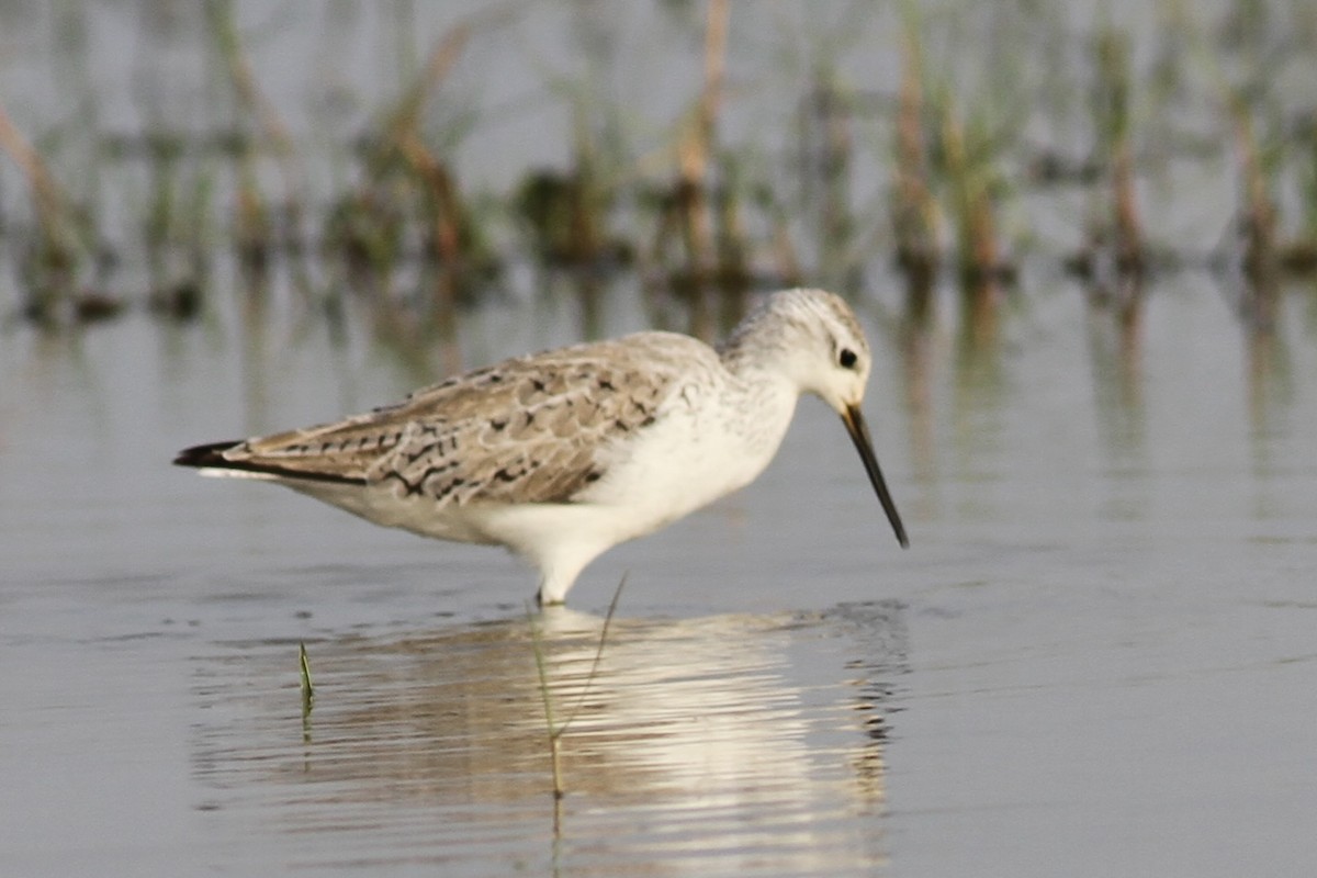 Marsh Sandpiper - Vikas Madhav Nagarajan