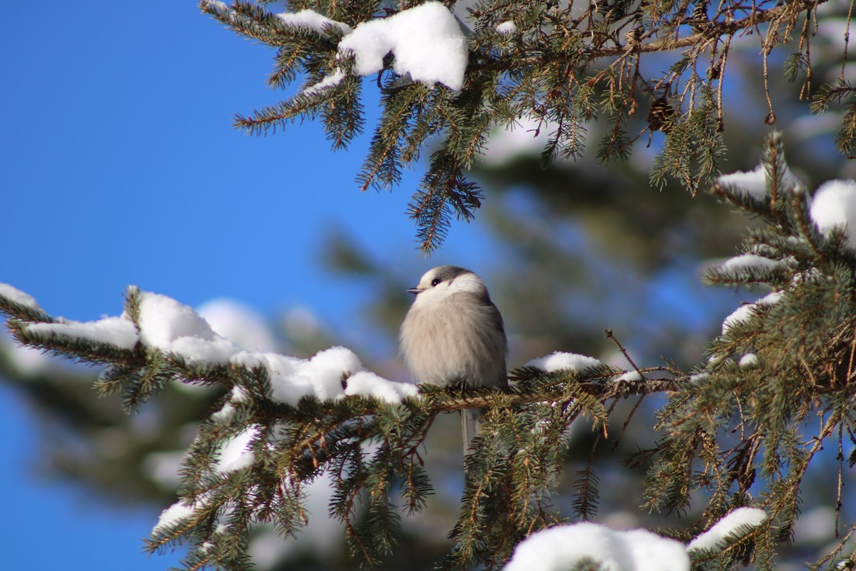 Canada Jay - ML534021141