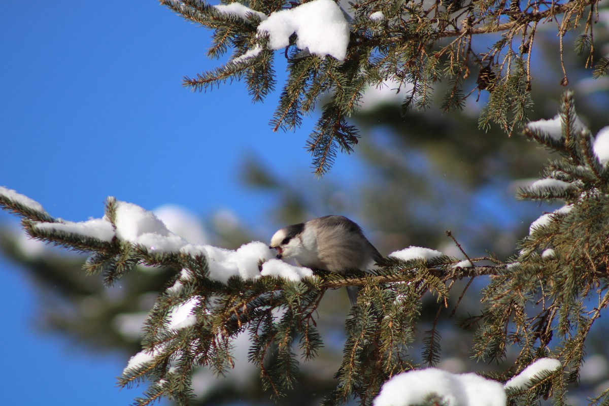 Canada Jay - ML534021511