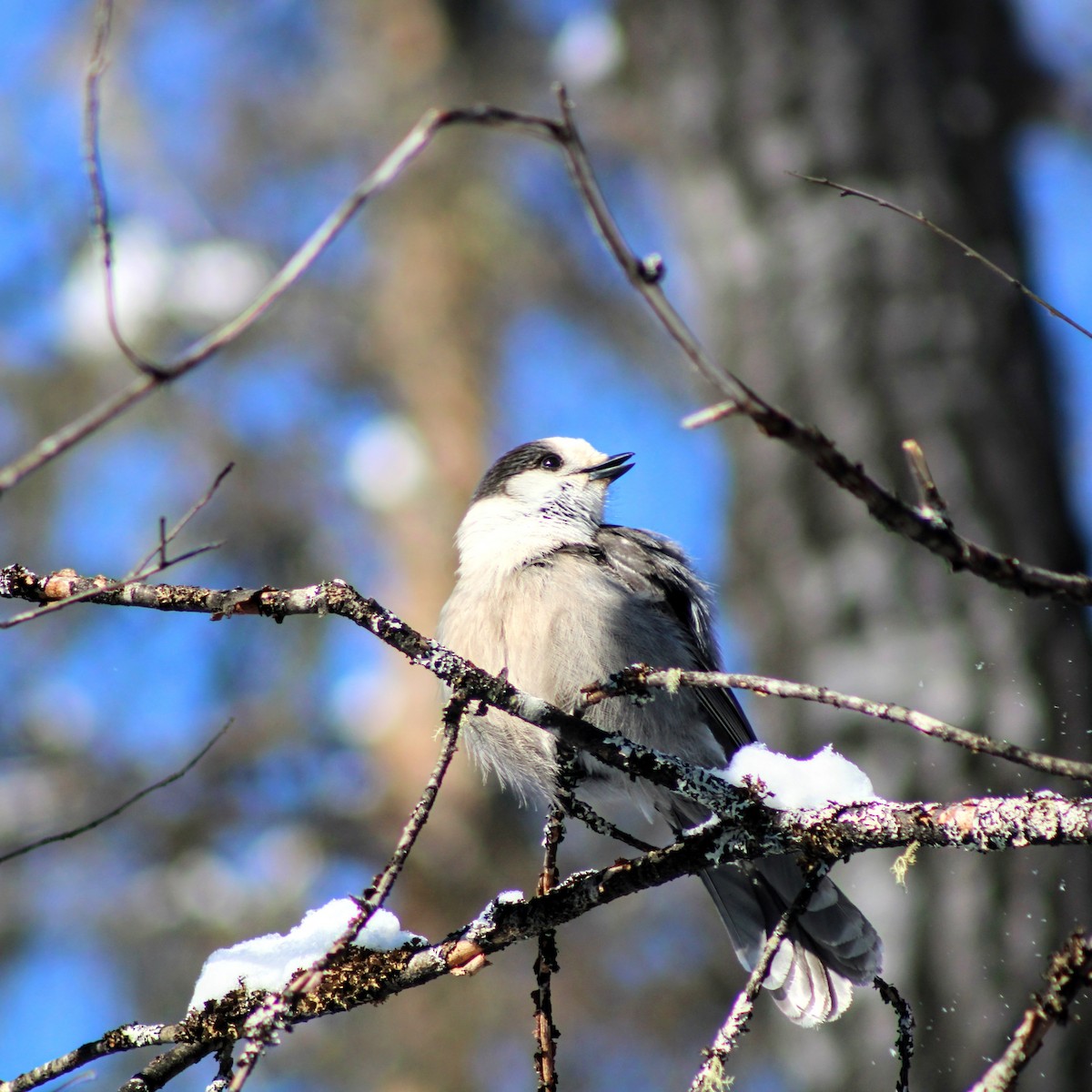 Canada Jay - ML534022531