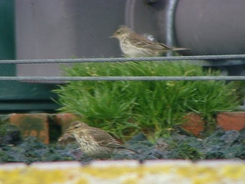 Water Pipit (Western) - David Cooper