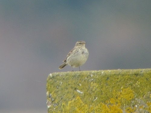 Water Pipit (Western) - David Cooper