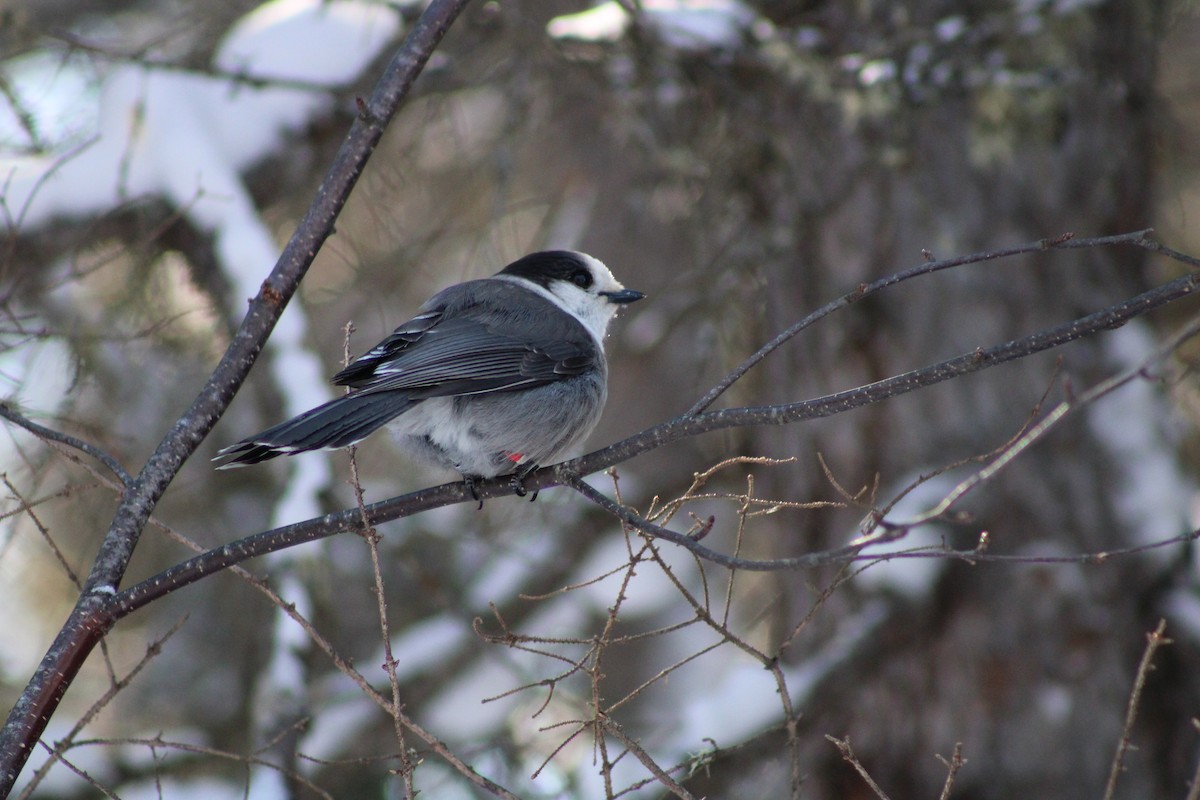 Canada Jay - ML534023011