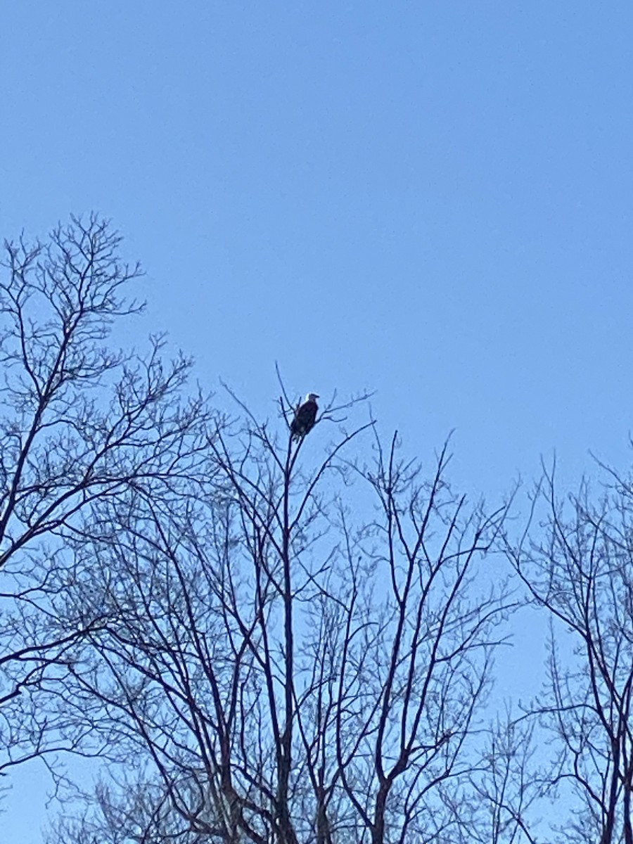 Bald Eagle - ML534023591