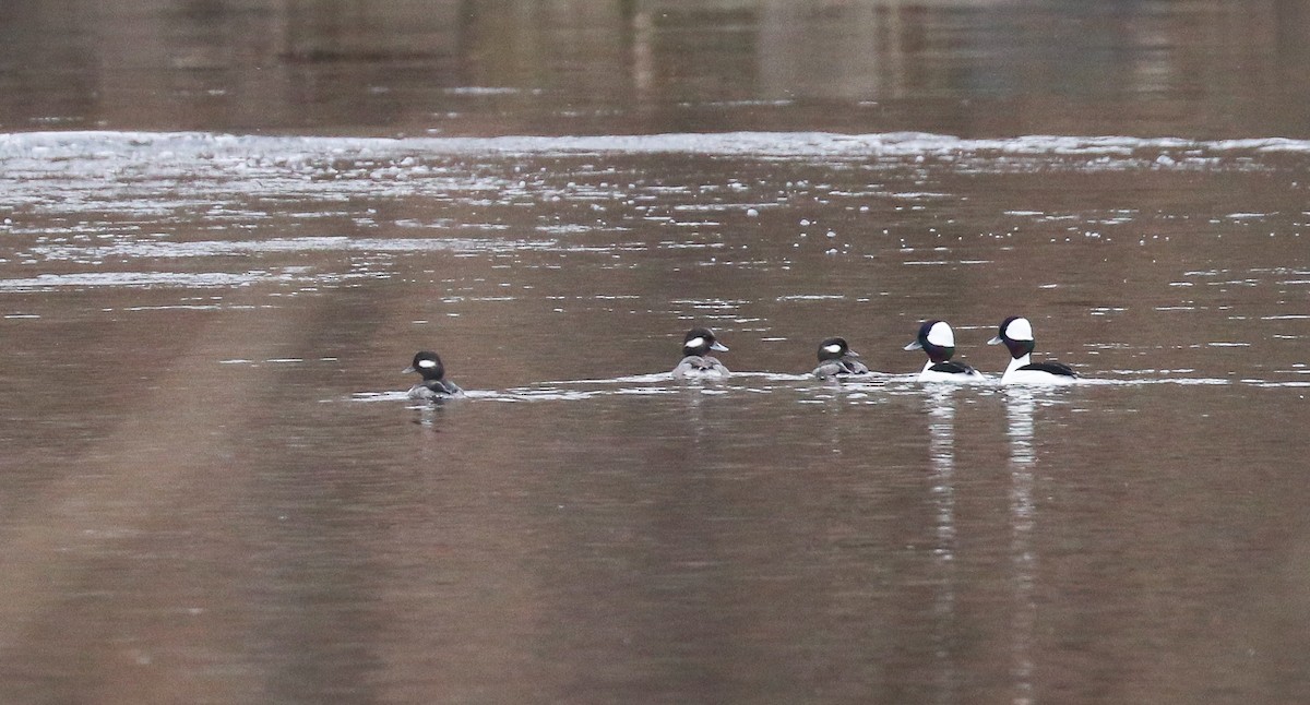 Bufflehead - ML534024981