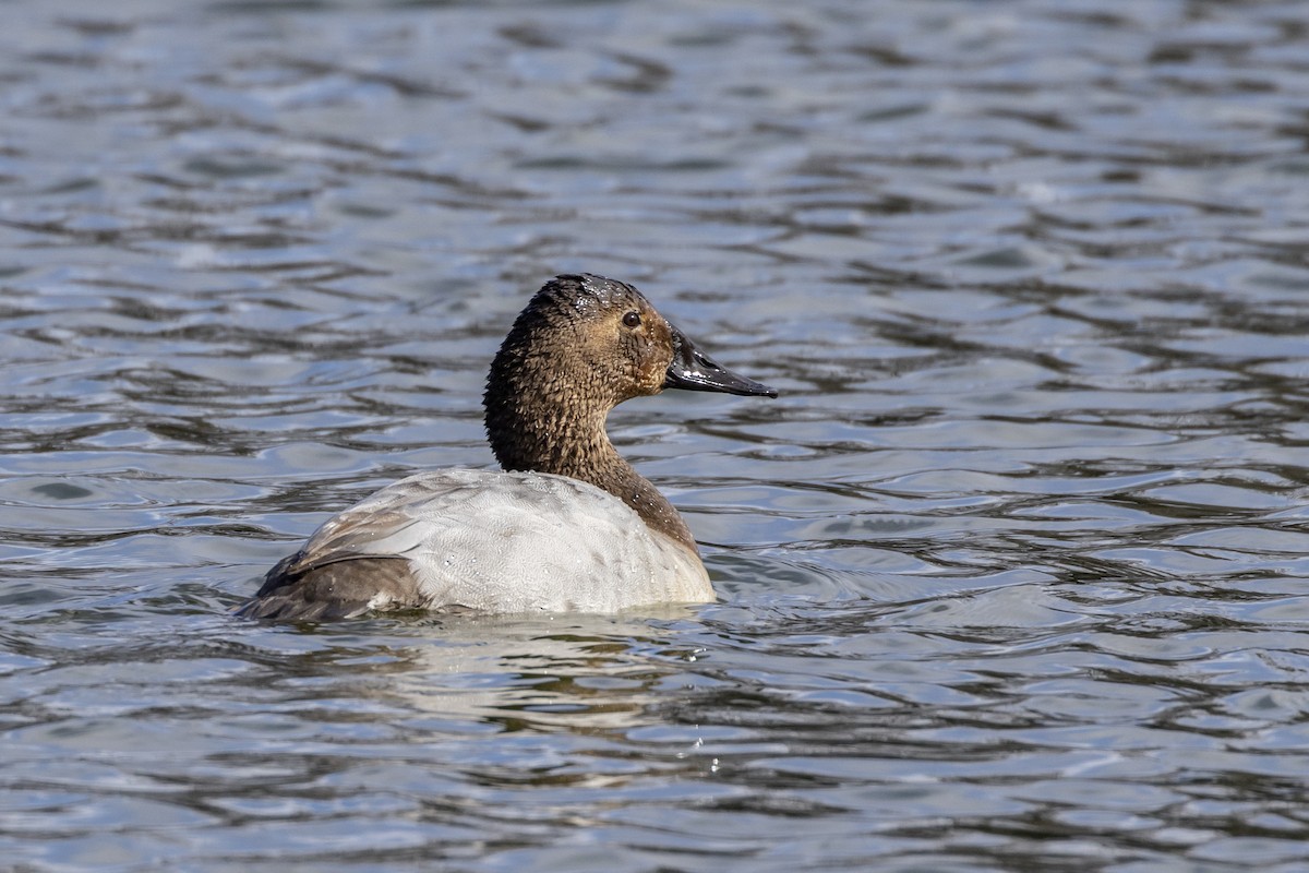 Canvasback - ML534029621