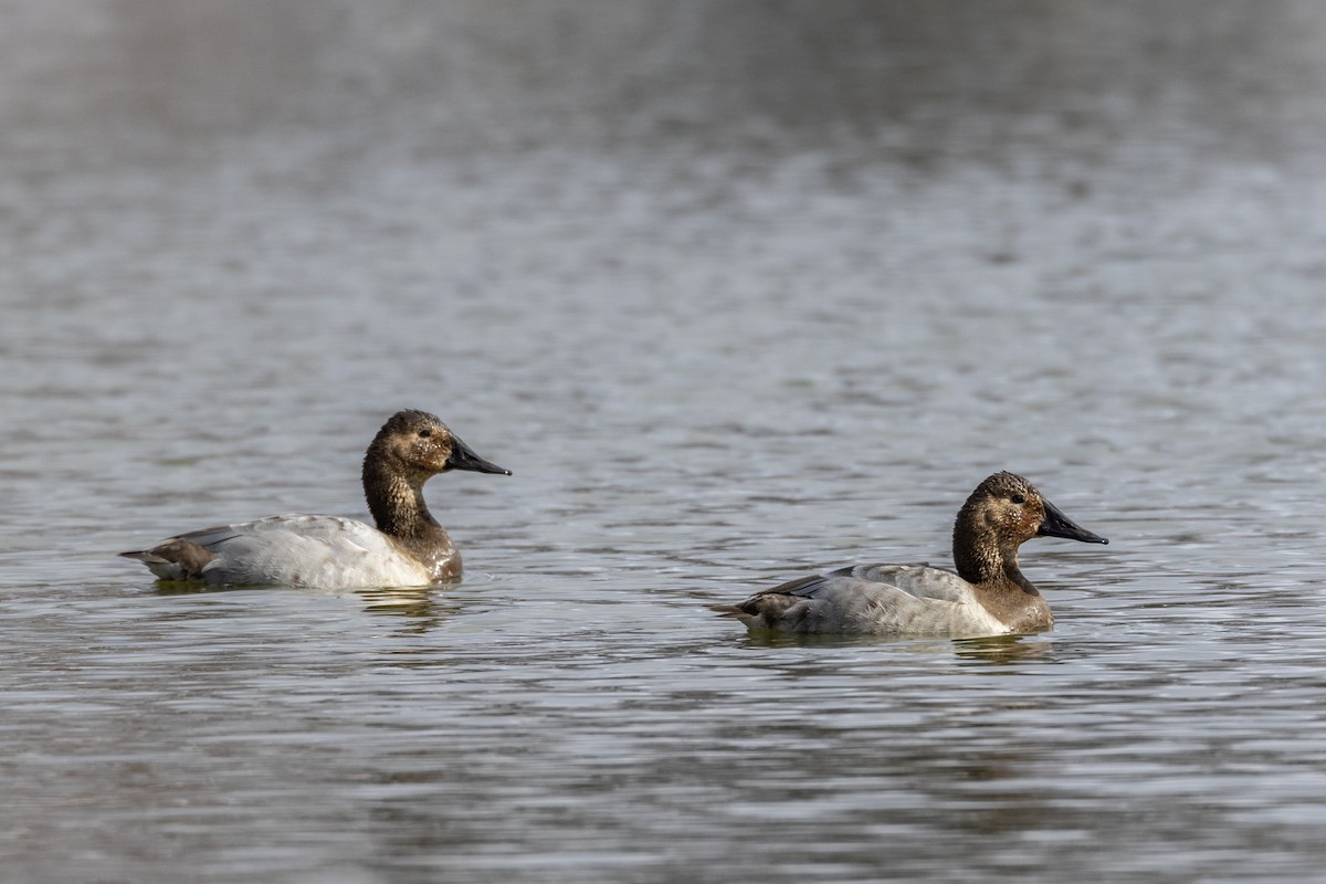 Canvasback - Brendan B