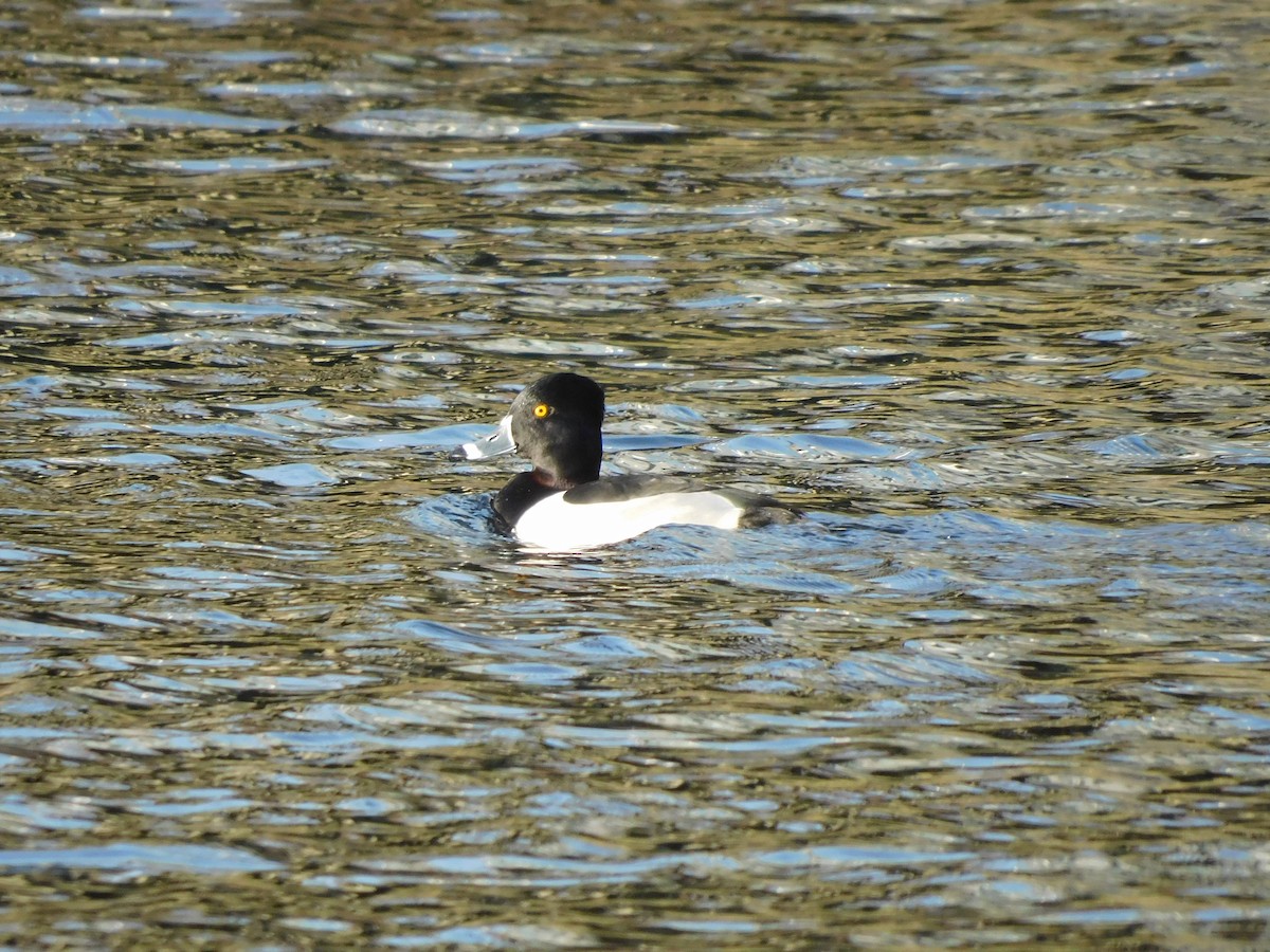 Ring-necked Duck - ML534030041