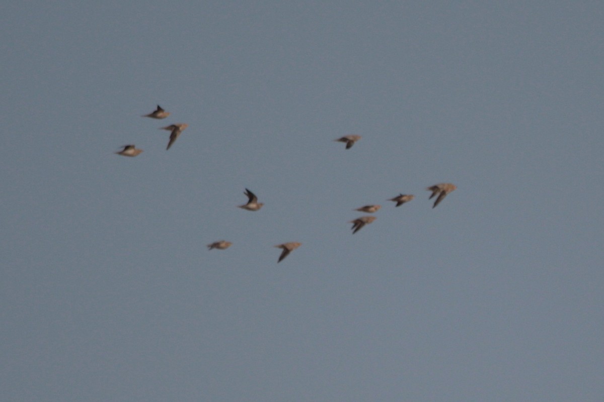 Crowned Sandgrouse - ML534030501