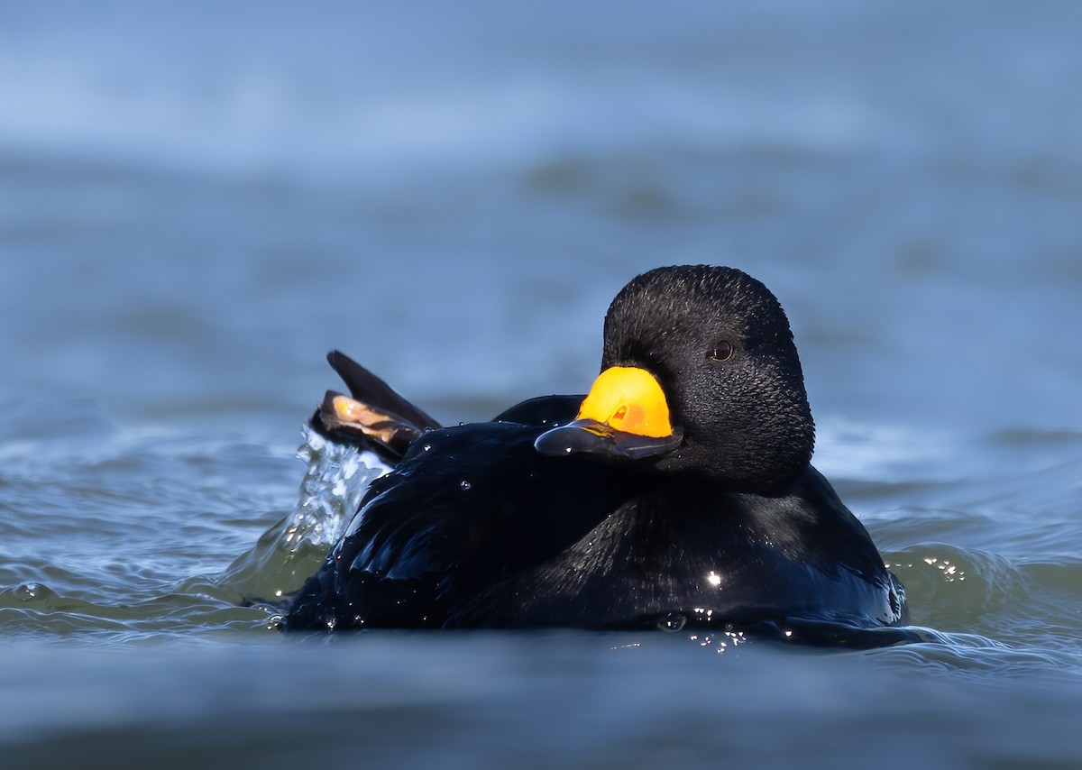 Black Scoter - ML534030701