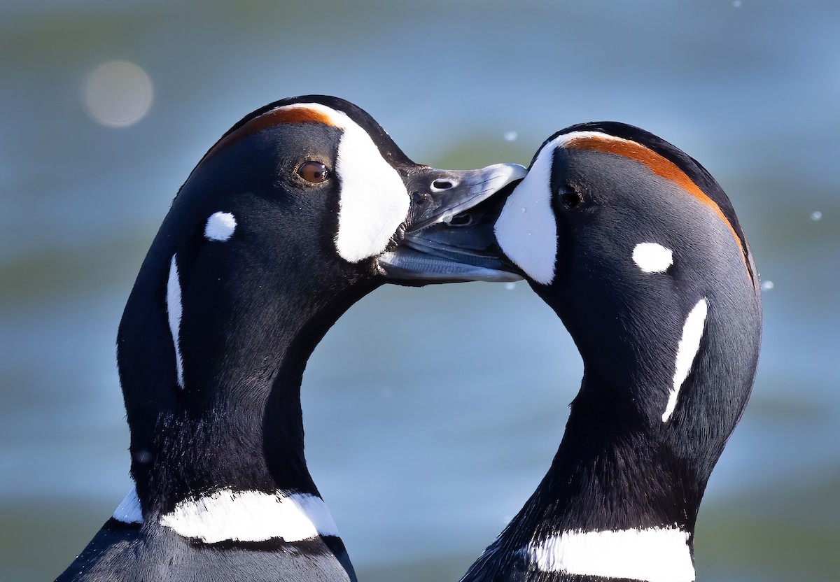 Harlequin Duck - ML534030941