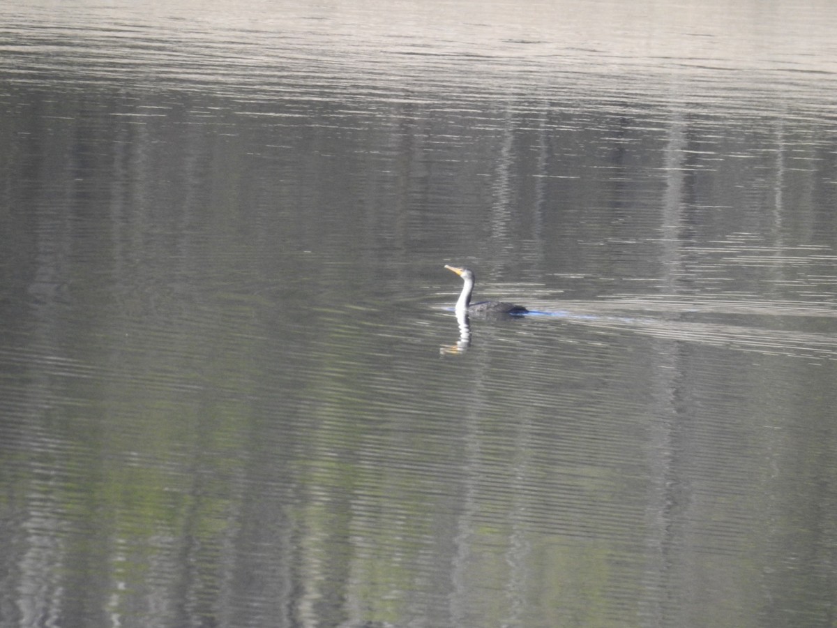 Double-crested Cormorant - ML534031491