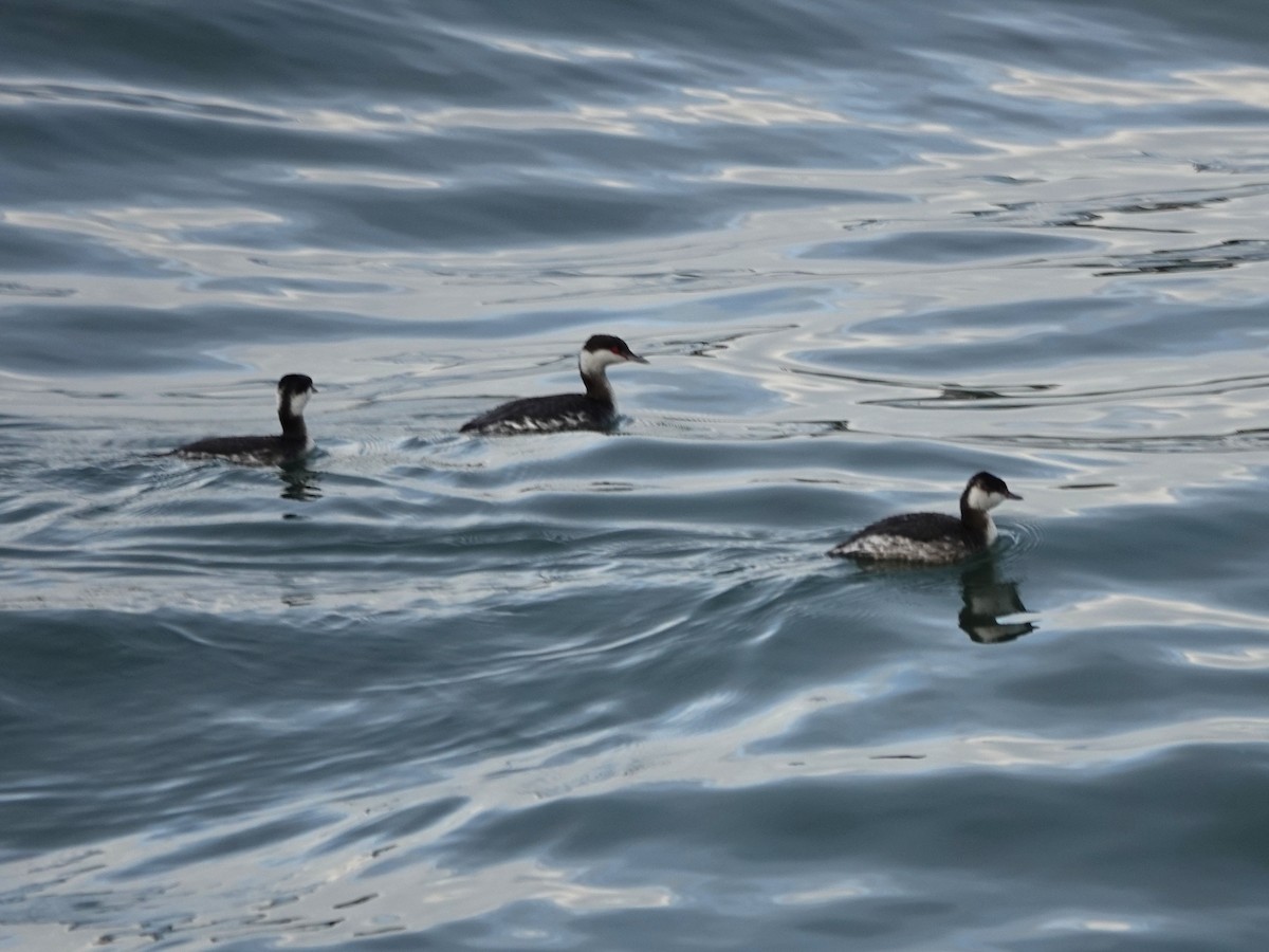 Horned Grebe - ML534032281