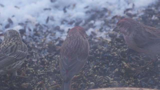 Purple Finch - ML534032291