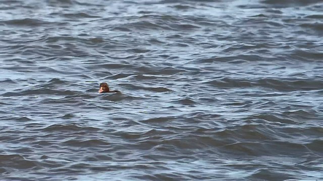 King Eider - ML534032781