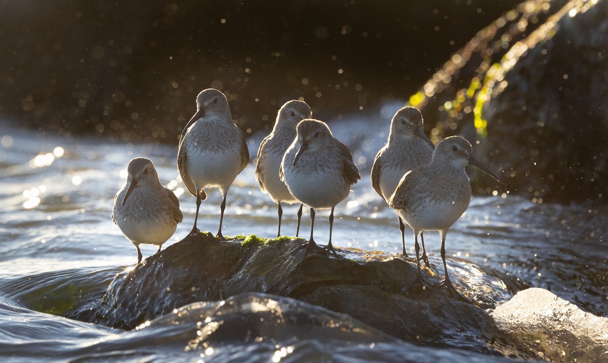 Dunlin - Josh Cooper