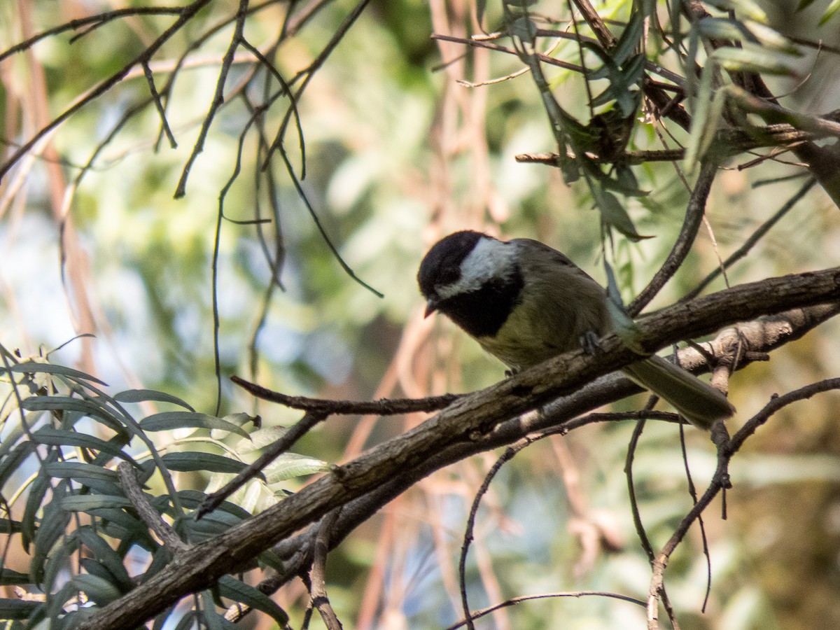 Mexican Chickadee - ML534033631