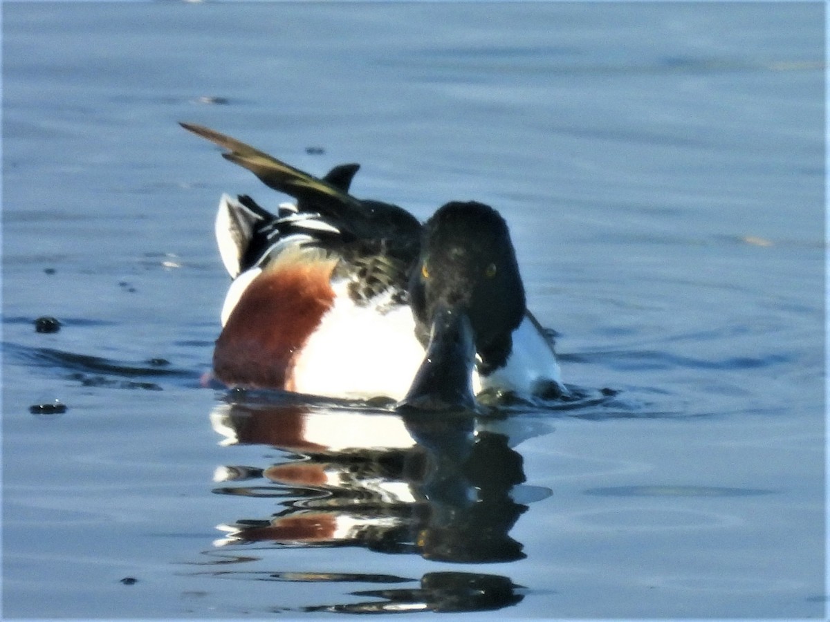 Northern Shoveler - ML534033921