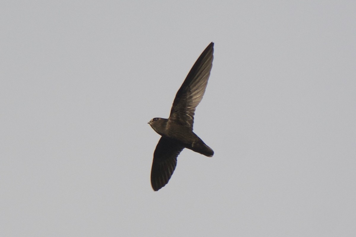 Spot-fronted Swift - Cory Gregory