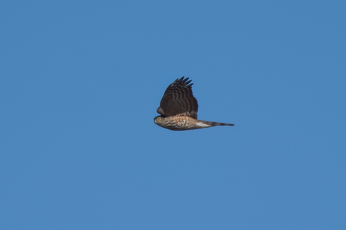 Sharp-shinned Hawk - ML534037171