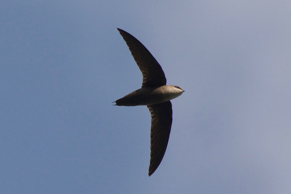 Gray-rumped Swift - Cory Gregory