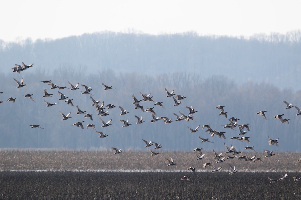 American Wigeon - ML534037691