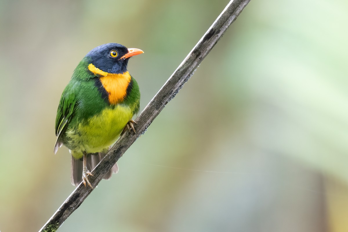 Orange-breasted Fruiteater - ML534038161