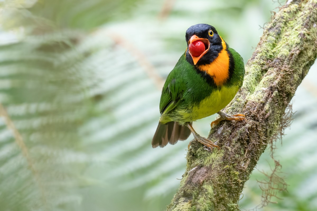 Orange-breasted Fruiteater - ML534038171