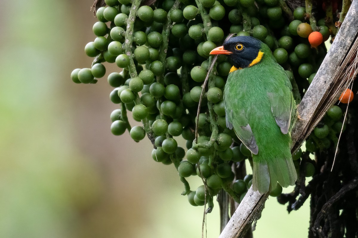 Cotinga jucunda - ML534038181