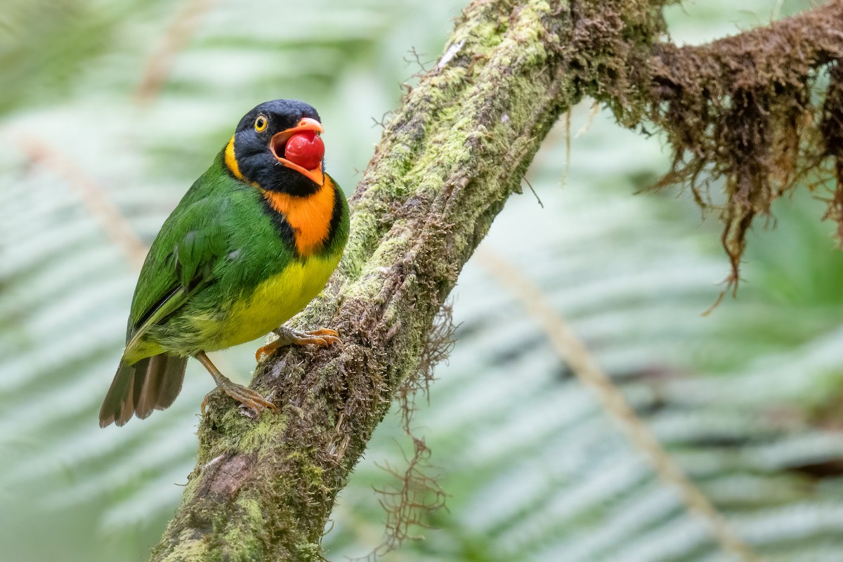 Orange-breasted Fruiteater - ML534038191