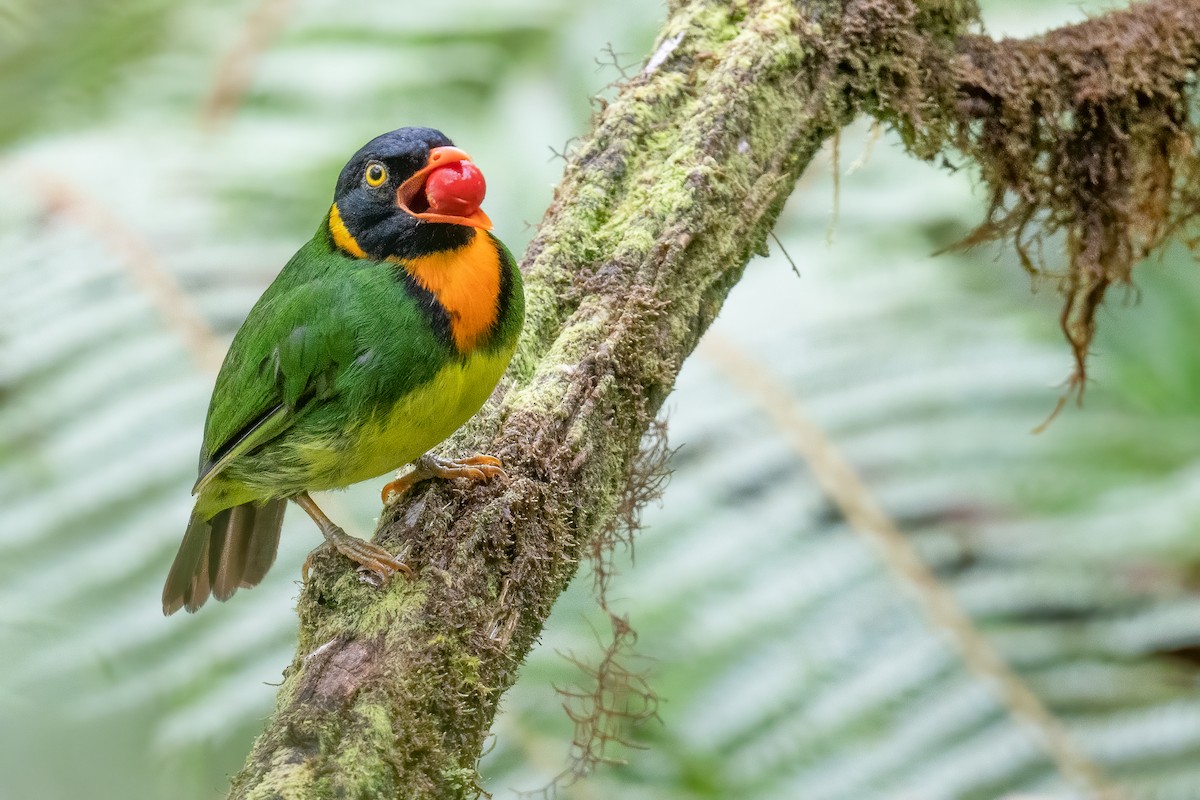 Orange-breasted Fruiteater - Ben  Lucking