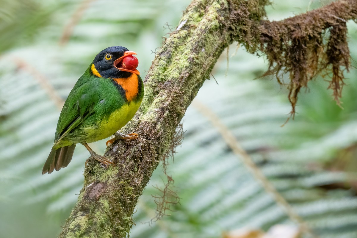 Cotinga jucunda - ML534038221