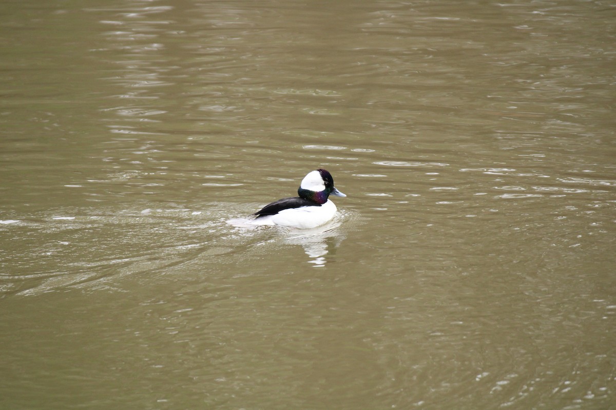 Bufflehead - ML534039111