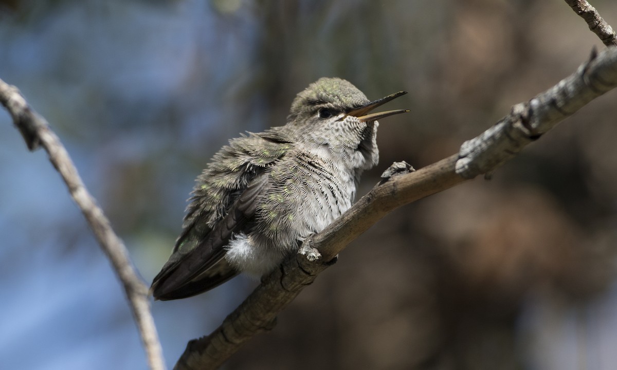 Colibrí de Anna - ML53403951