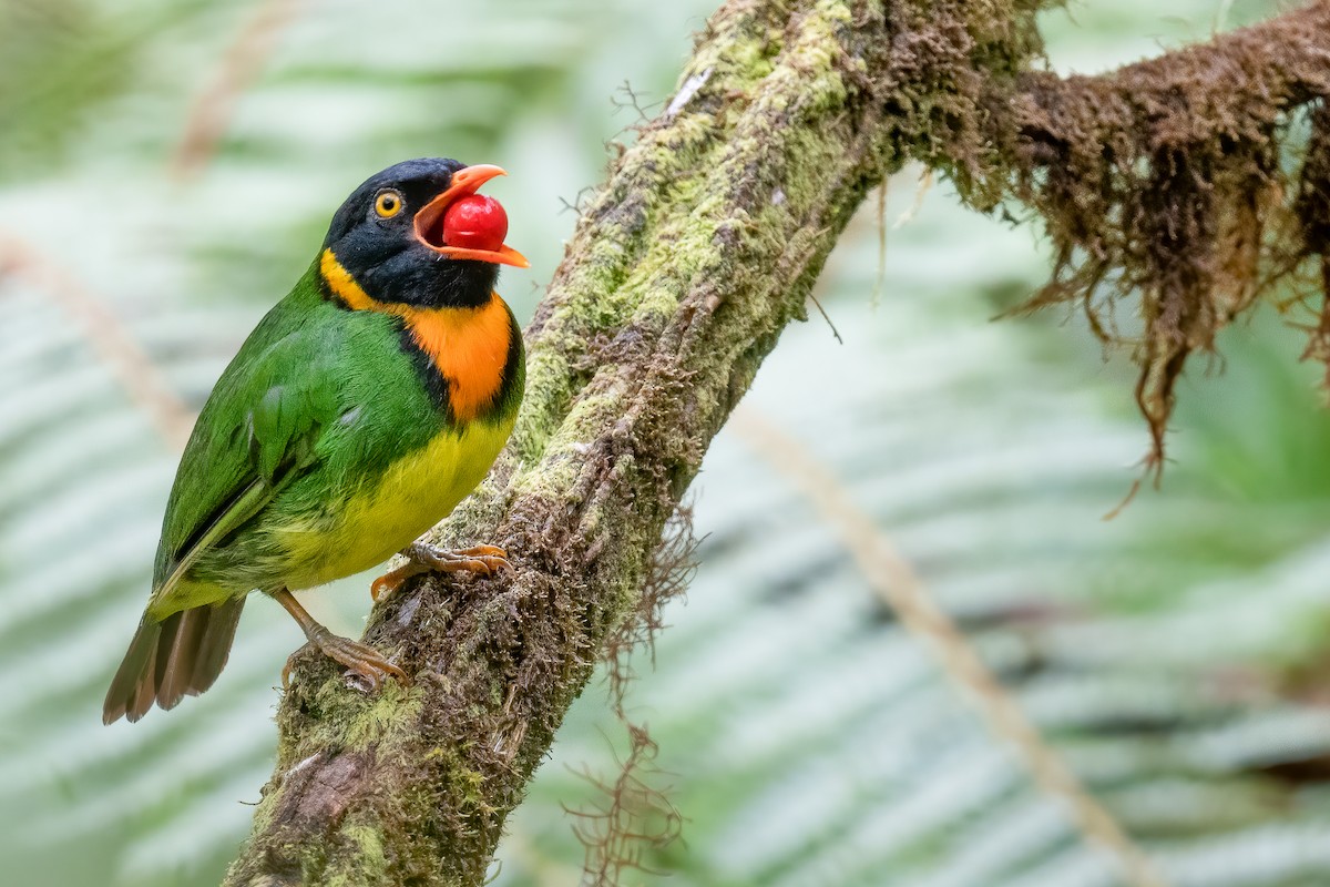 Cotinga jucunda - ML534039571