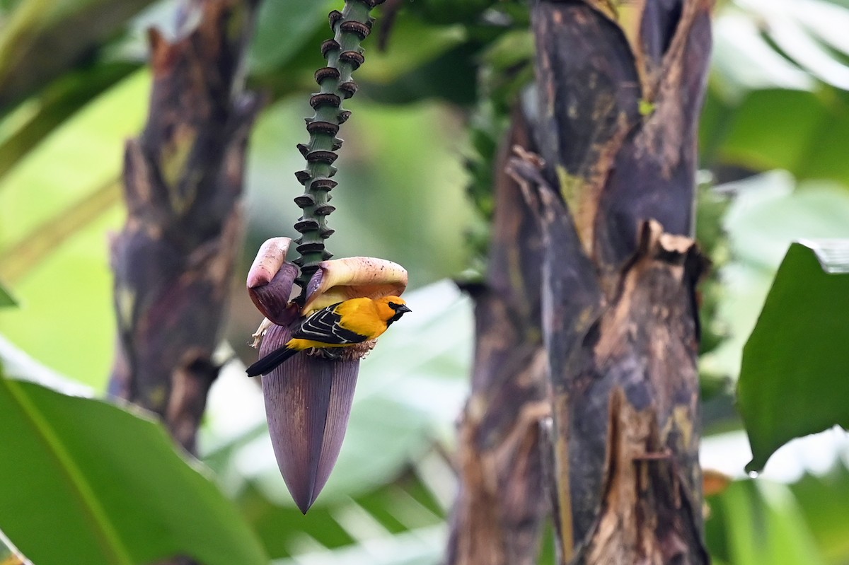 Yellow Oriole - Marie O'Neill