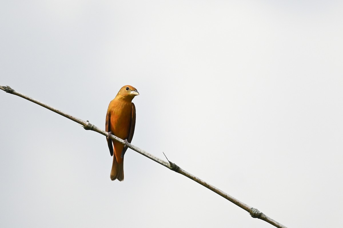 Hepatic Tanager - Marie O'Neill