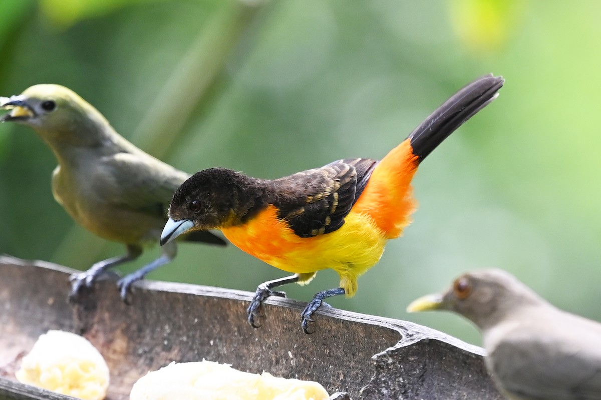 Flame-rumped Tanager - Marie O'Neill