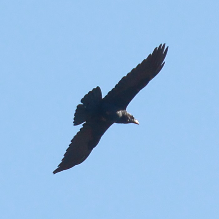 Common Raven - ML534040411